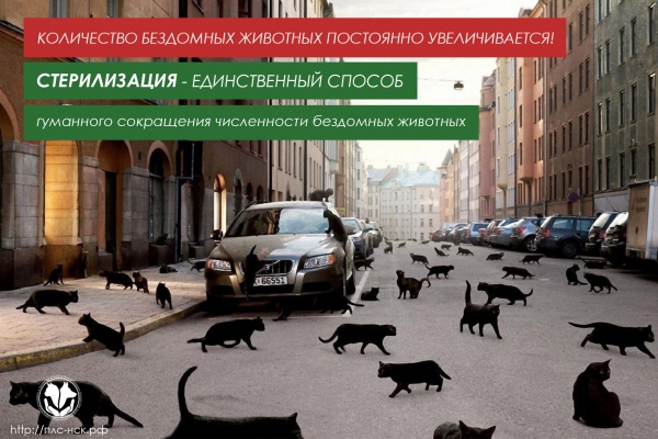 Стерилизация животных Новосибирск