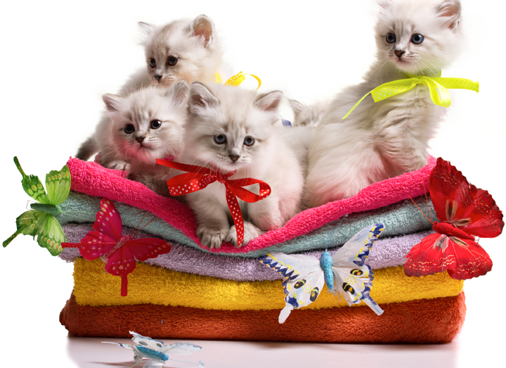 Животные ищут дом