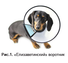 Елизаветинский воротник для собаки